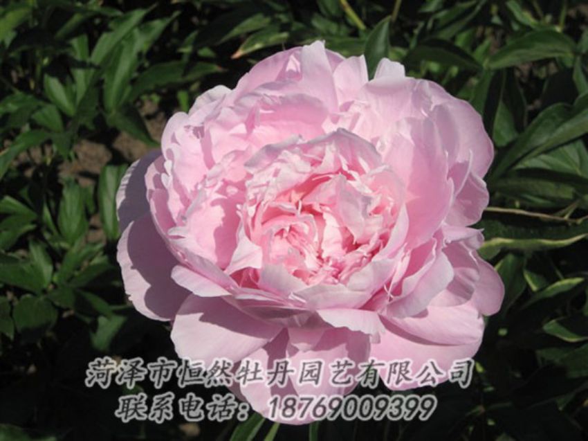 點(diǎn)擊查看詳細(xì)信息<br>標(biāo)題：藍(lán)田碧玉 閱讀次數(shù)：2304