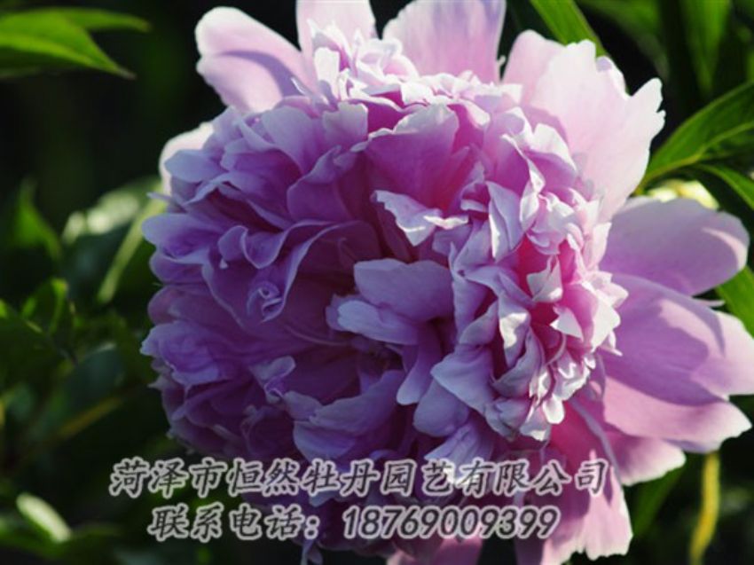 點擊查看詳細信息<br>標題：藍菊 閱讀次數(shù)：1232
