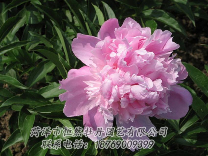 點擊查看詳細信息<br>標題：富士山 閱讀次數(shù)：1160