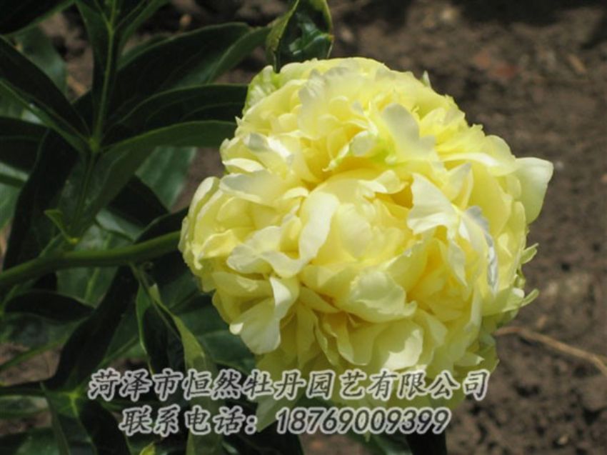 點(diǎn)擊查看詳細(xì)信息<br>標(biāo)題：黃色芍藥 閱讀次數(shù)：2002