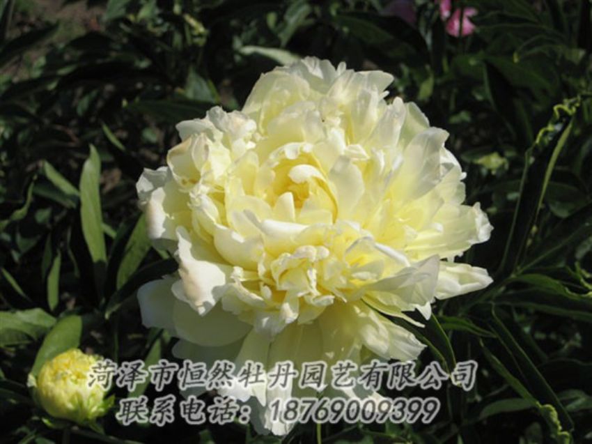點擊查看詳細信息<br>標(biāo)題：黃金輪 閱讀次數(shù)：1197