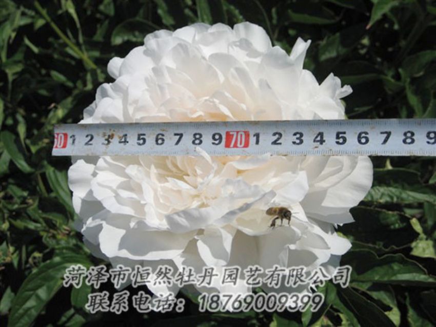 點(diǎn)擊查看詳細(xì)信息<br>標(biāo)題：楊妃出浴 閱讀次數(shù)：1254