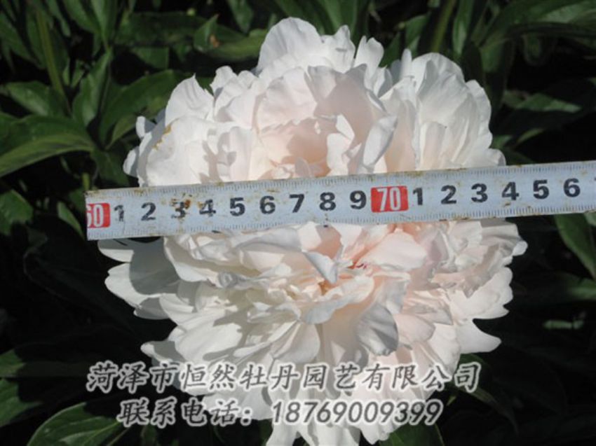 點(diǎn)擊查看詳細(xì)信息<br>標(biāo)題：雪峰 閱讀次數(shù)：1129
