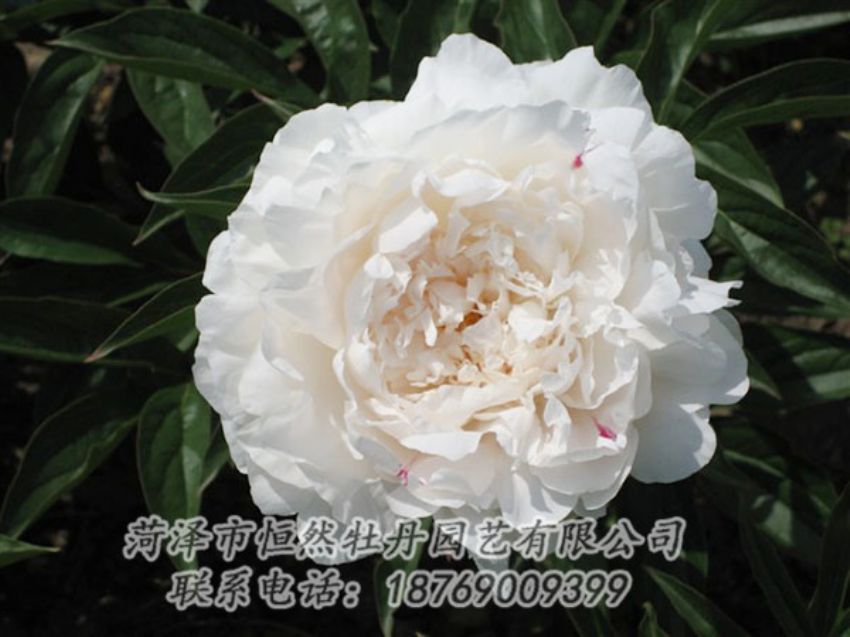 點(diǎn)擊查看詳細(xì)信息<br>標(biāo)題：娃娃面 閱讀次數(shù)：1915