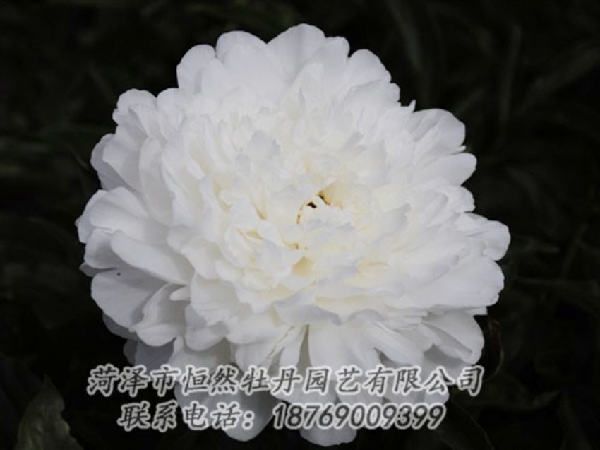 點(diǎn)擊查看詳細(xì)信息<br>標(biāo)題：沙金冠頂 閱讀次數(shù)：1200