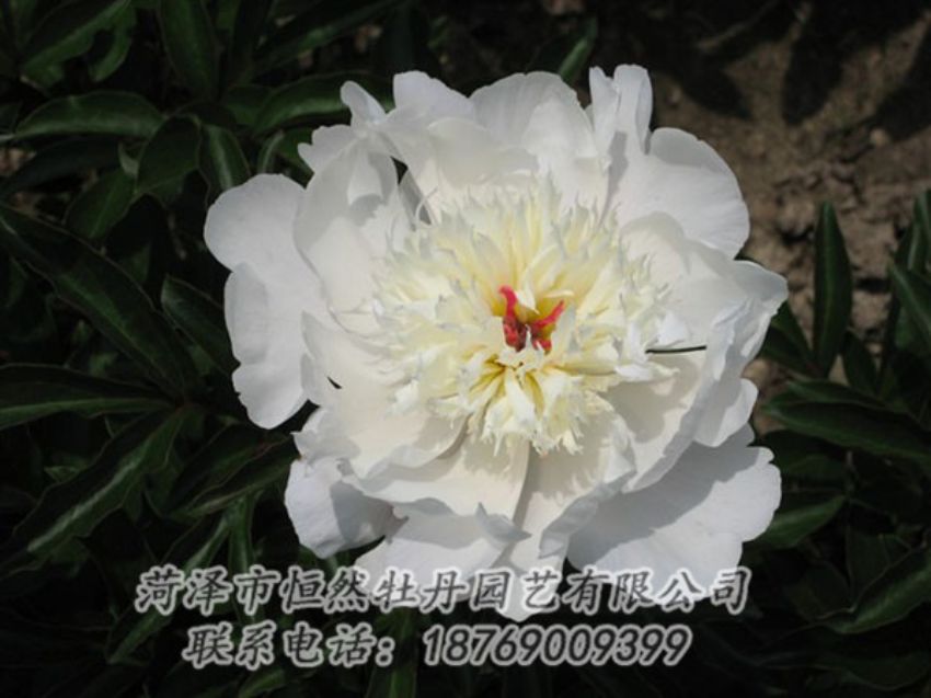 點(diǎn)擊查看詳細(xì)信息<br>標(biāo)題：凌花晨浴 閱讀次數(shù)：1233