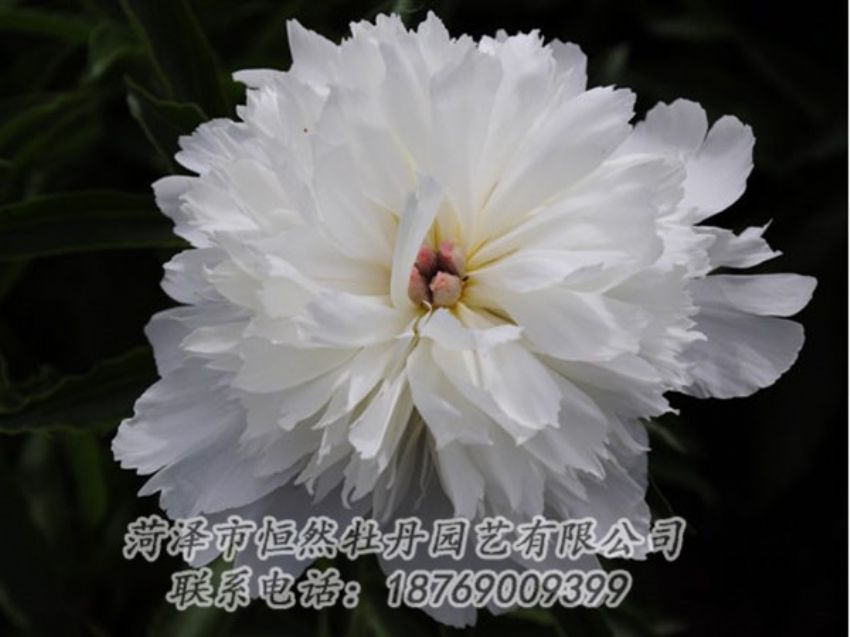 點(diǎn)擊查看詳細(xì)信息<br>標(biāo)題：玲瓏玉 閱讀次數(shù)：1171