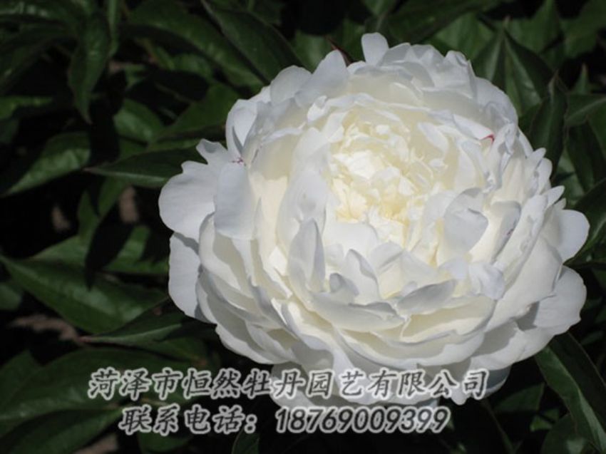 點(diǎn)擊查看詳細(xì)信息<br>標(biāo)題：白玉盤(pán) 閱讀次數(shù)：1176
