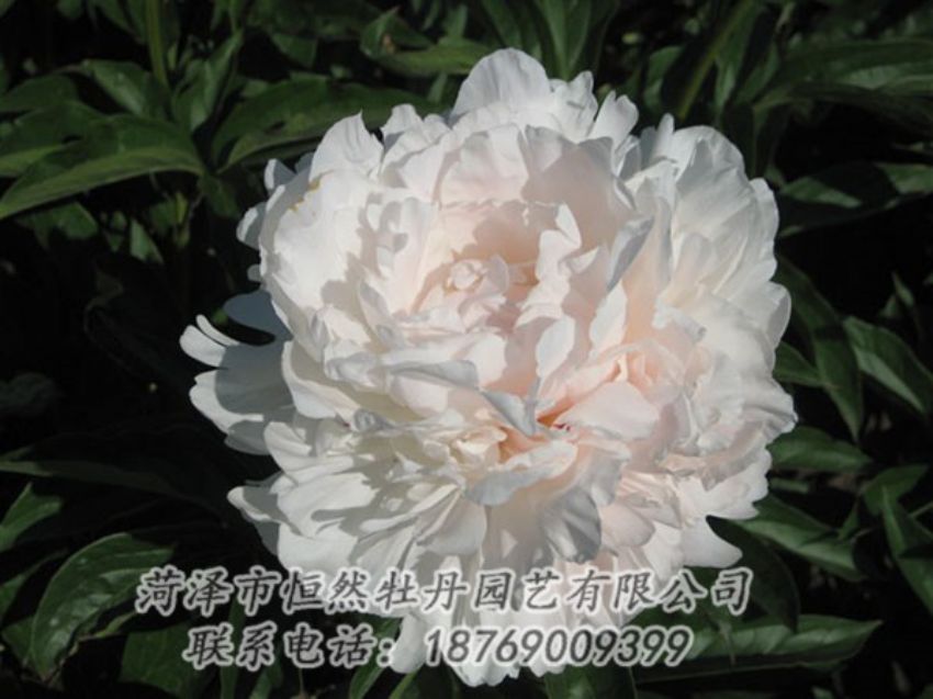 點(diǎn)擊查看詳細(xì)信息<br>標(biāo)題：白玉樓 閱讀次數(shù)：2175