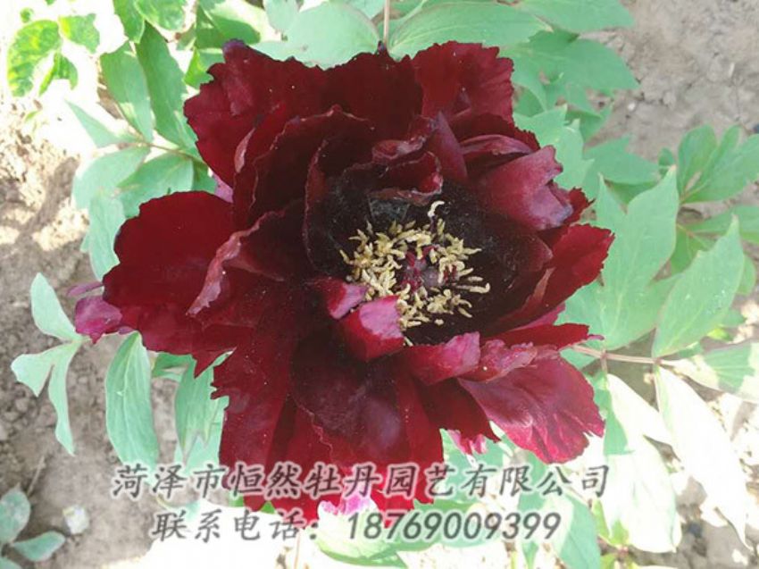 點(diǎn)擊查看詳細(xì)信息<br>標(biāo)題：黑色牡丹 閱讀次數(shù)：1886