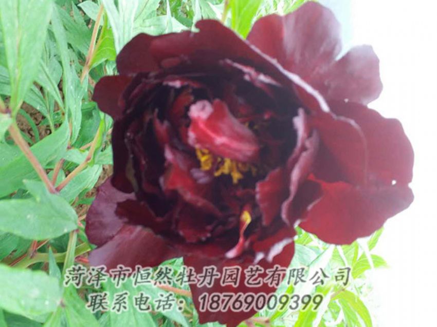 點(diǎn)擊查看詳細(xì)信息<br>標(biāo)題：黑色牡丹 閱讀次數(shù)：1179