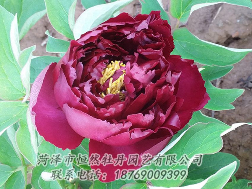 點(diǎn)擊查看詳細(xì)信息<br>標(biāo)題：黑色牡丹 閱讀次數(shù)：1183