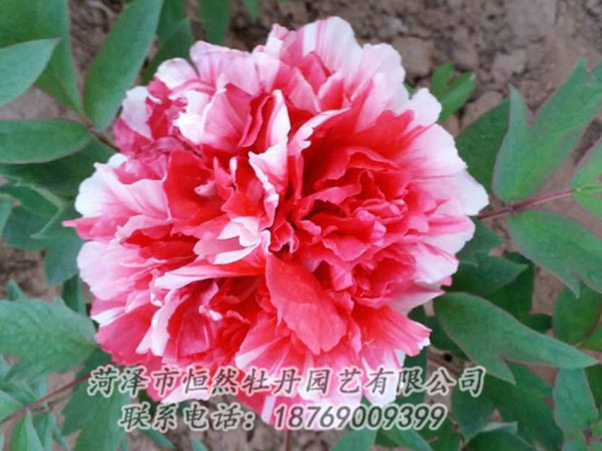 點擊查看詳細信息<br>標題：復色牡丹 閱讀次數(shù)：1201