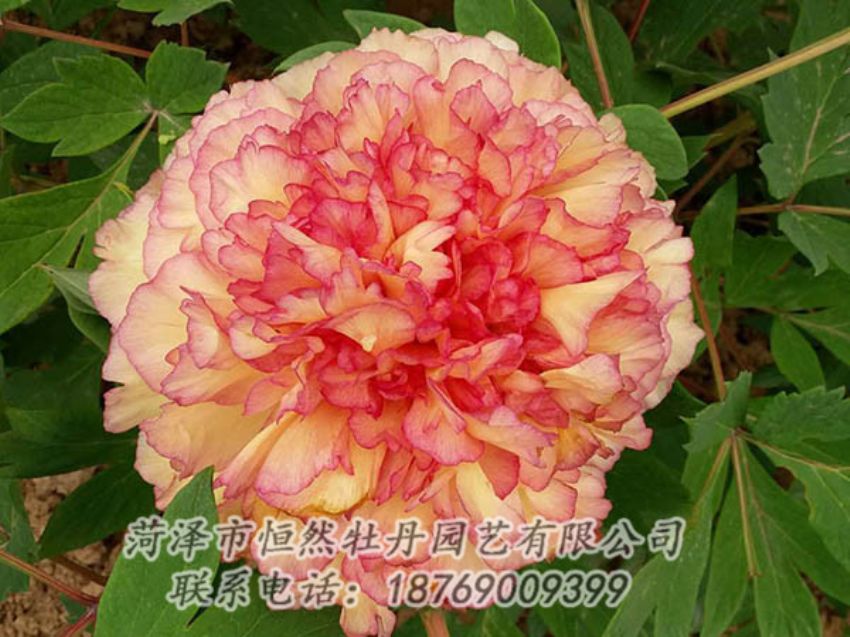 點擊查看詳細信息<br>標題：復色牡丹 閱讀次數(shù)：1226