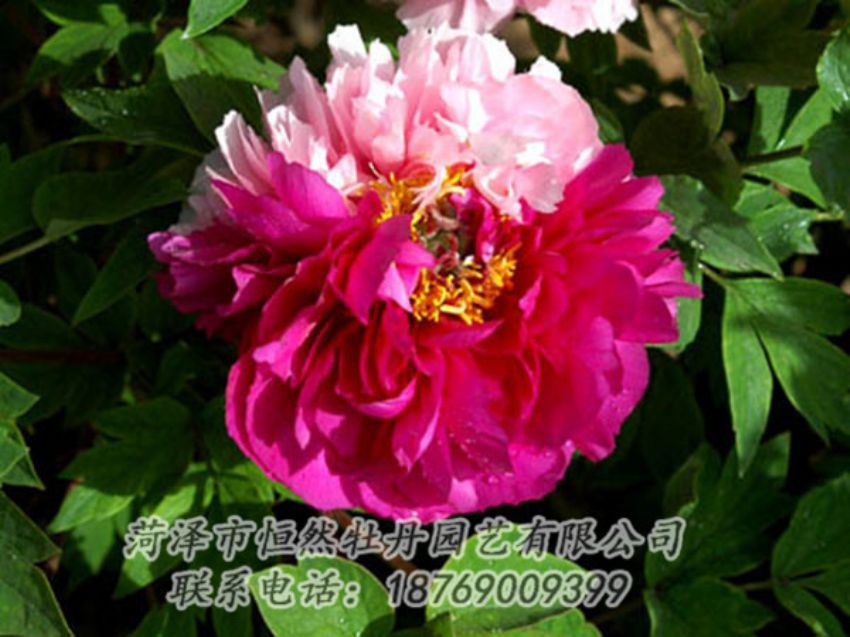 點擊查看詳細信息<br>標題：復色牡丹 閱讀次數(shù)：1150