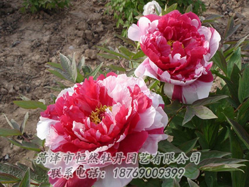點擊查看詳細信息<br>標題：復色牡丹 閱讀次數(shù)：1197