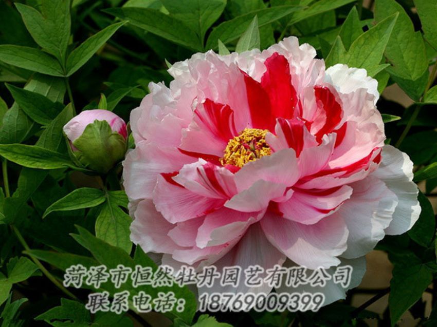 點(diǎn)擊查看詳細(xì)信息<br>標(biāo)題：復(fù)色牡丹 閱讀次數(shù)：1991
