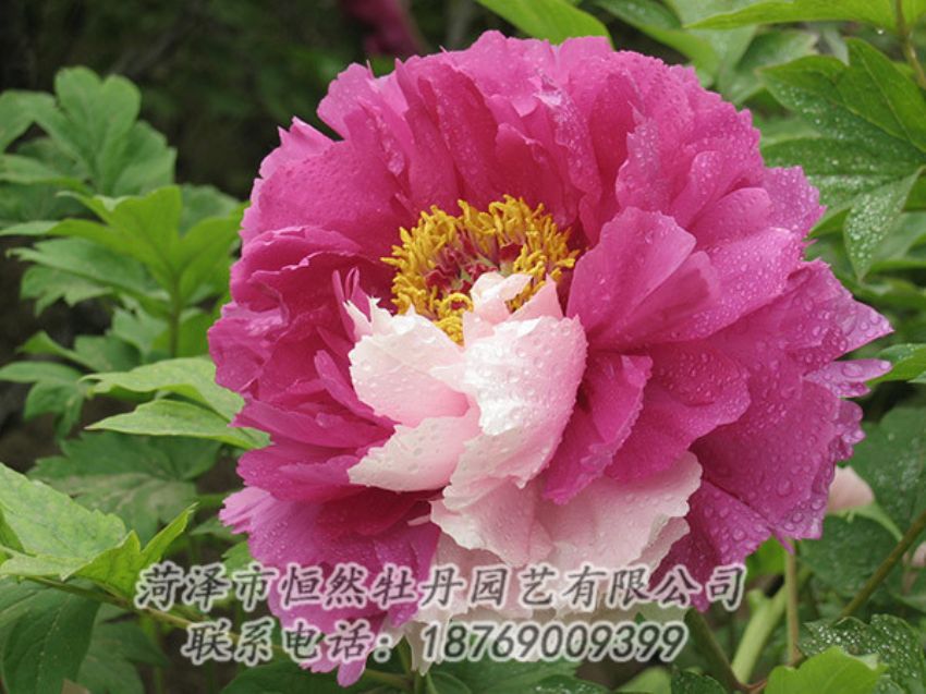 點擊查看詳細信息<br>標題：復色牡丹 閱讀次數(shù)：1240