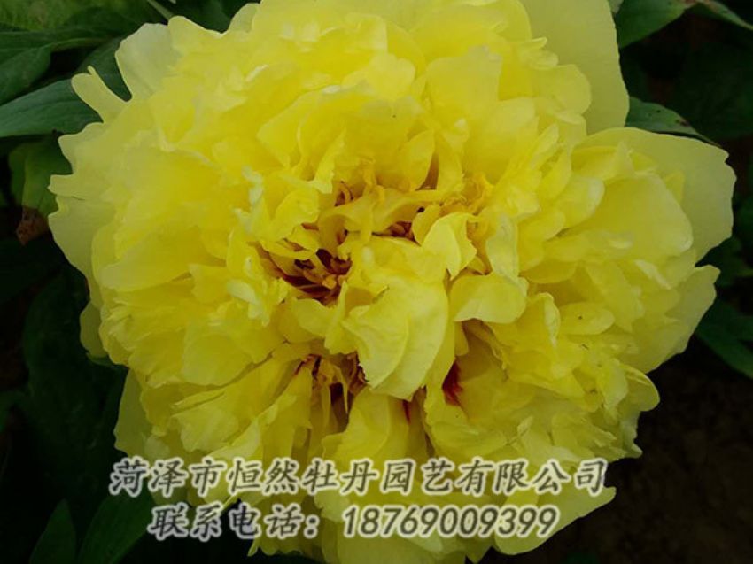 點擊查看詳細信息<br>標題：黃色牡丹 閱讀次數(shù)：1175