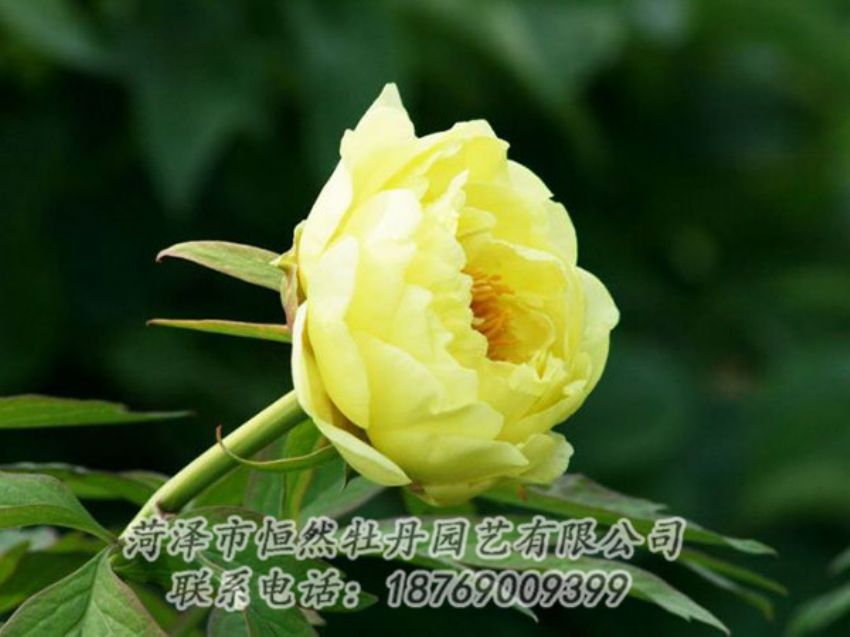 點(diǎn)擊查看詳細(xì)信息<br>標(biāo)題：黃色牡丹 閱讀次數(shù)：1924
