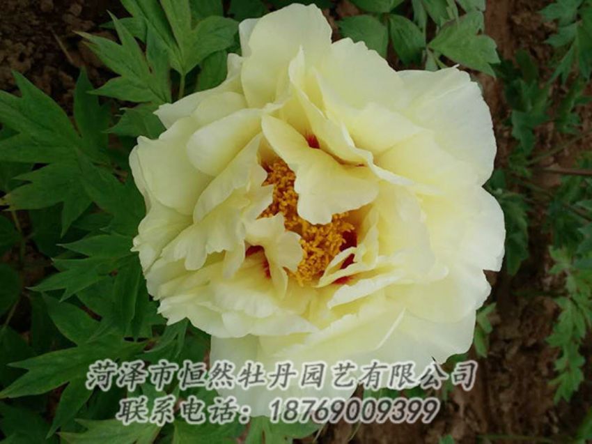 點(diǎn)擊查看詳細(xì)信息<br>標(biāo)題：黃色牡丹 閱讀次數(shù)：1895