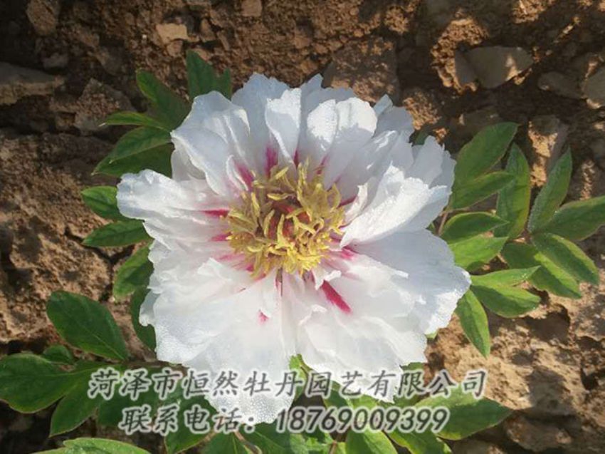 點擊查看詳細信息<br>標(biāo)題：白色牡丹 閱讀次數(shù)：1248
