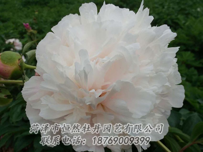點擊查看詳細信息<br>標(biāo)題：白色牡丹 閱讀次數(shù)：1200