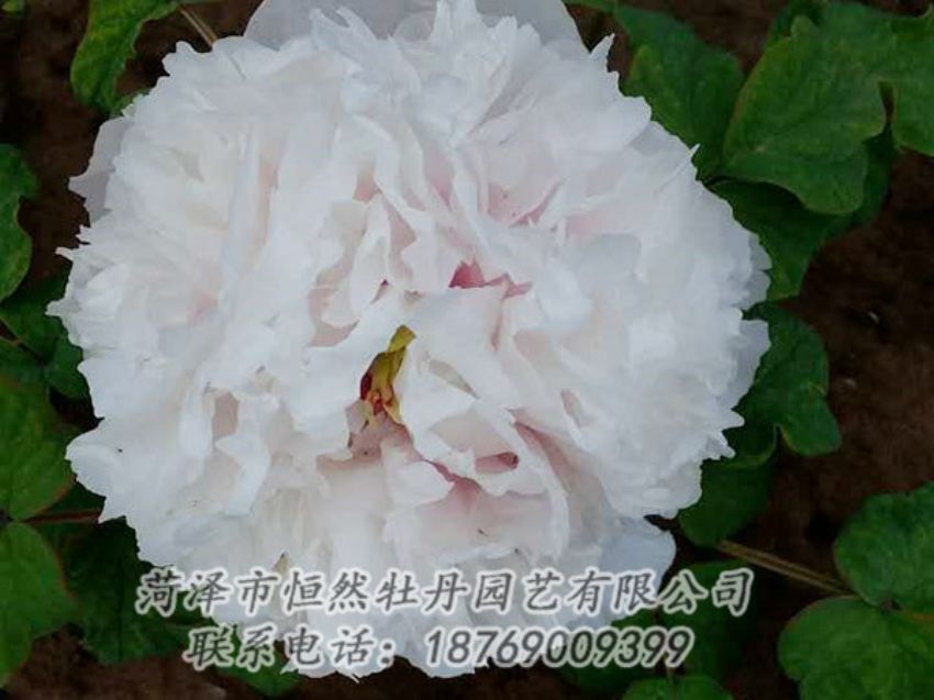 點(diǎn)擊查看詳細(xì)信息<br>標(biāo)題：白色牡丹 閱讀次數(shù)：1975