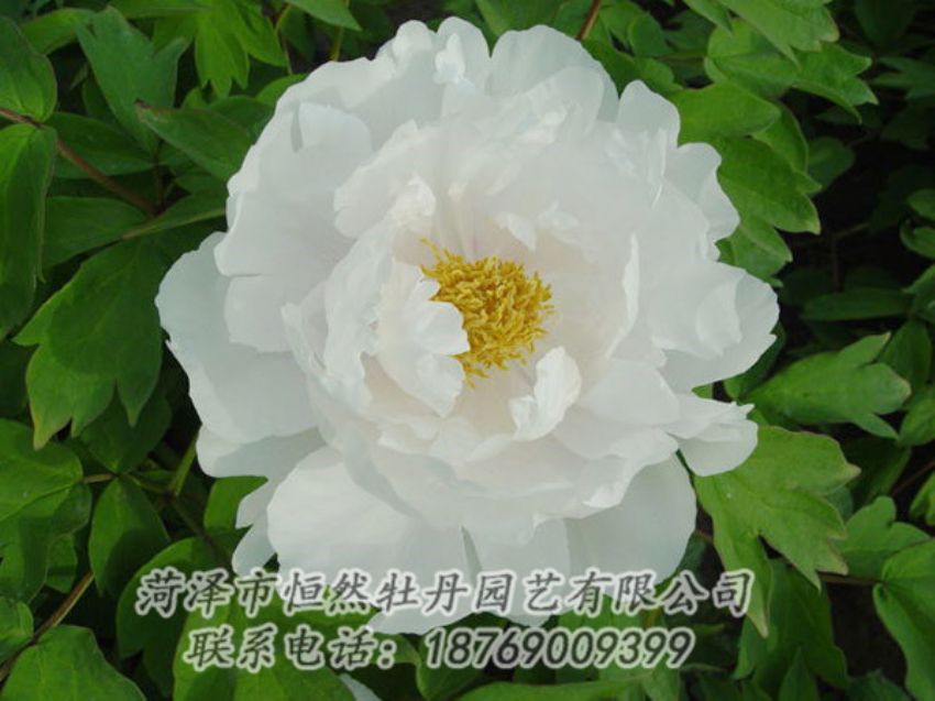 點(diǎn)擊查看詳細(xì)信息<br>標(biāo)題：白色牡丹 閱讀次數(shù)：1971