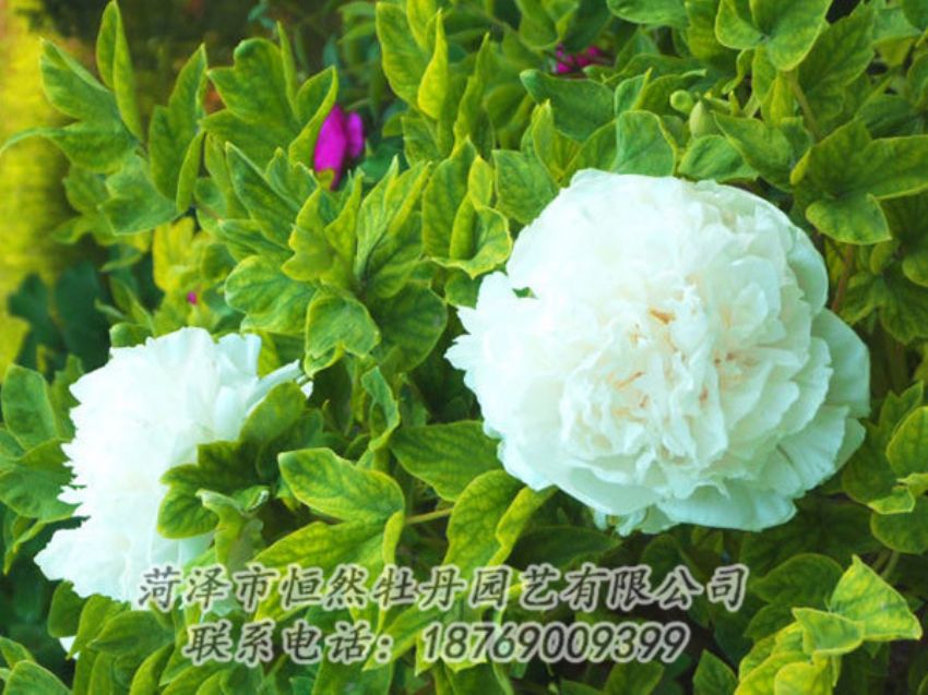 點擊查看詳細信息<br>標(biāo)題：白色牡丹 閱讀次數(shù)：1178