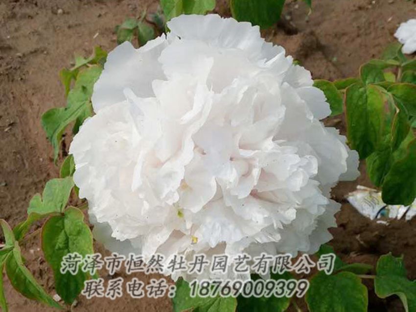 點擊查看詳細(xì)信息<br>標(biāo)題：白色牡丹 閱讀次數(shù)：1009