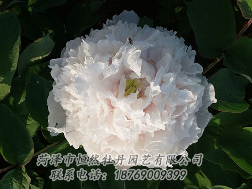 點擊查看詳細信息<br>標(biāo)題：白色牡丹 閱讀次數(shù)：1188