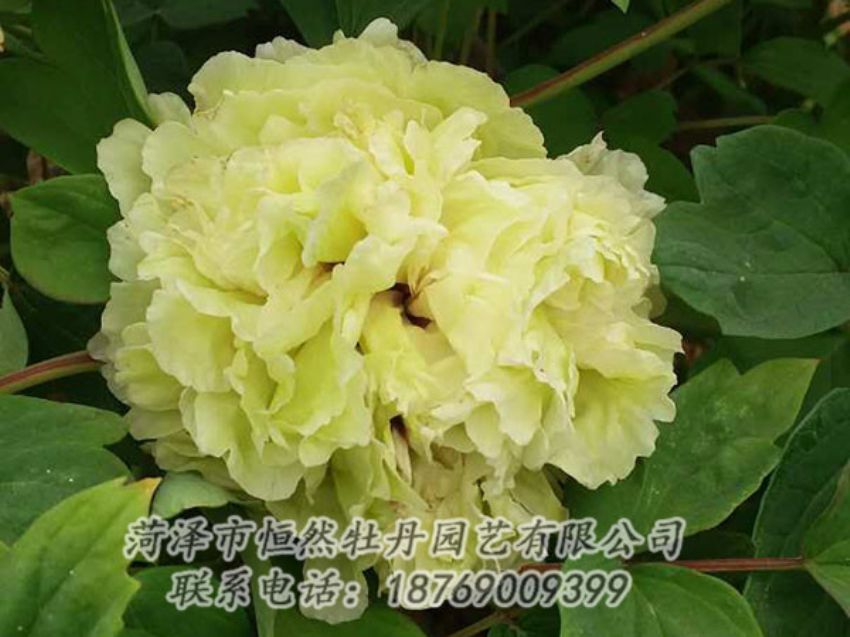 點擊查看詳細信息<br>標題：綠色 閱讀次數(shù)：1088