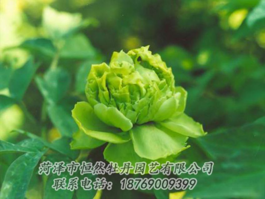 點擊查看詳細(xì)信息<br>標(biāo)題：綠色牡丹 閱讀次數(shù)：1229