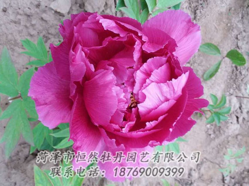 點擊查看詳細信息<br>標題：紫色牡丹 閱讀次數(shù)：1059