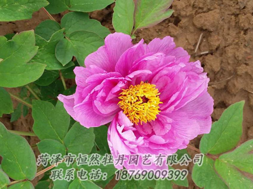 點(diǎn)擊查看詳細(xì)信息<br>標(biāo)題：紫色牡丹 閱讀次數(shù)：1172
