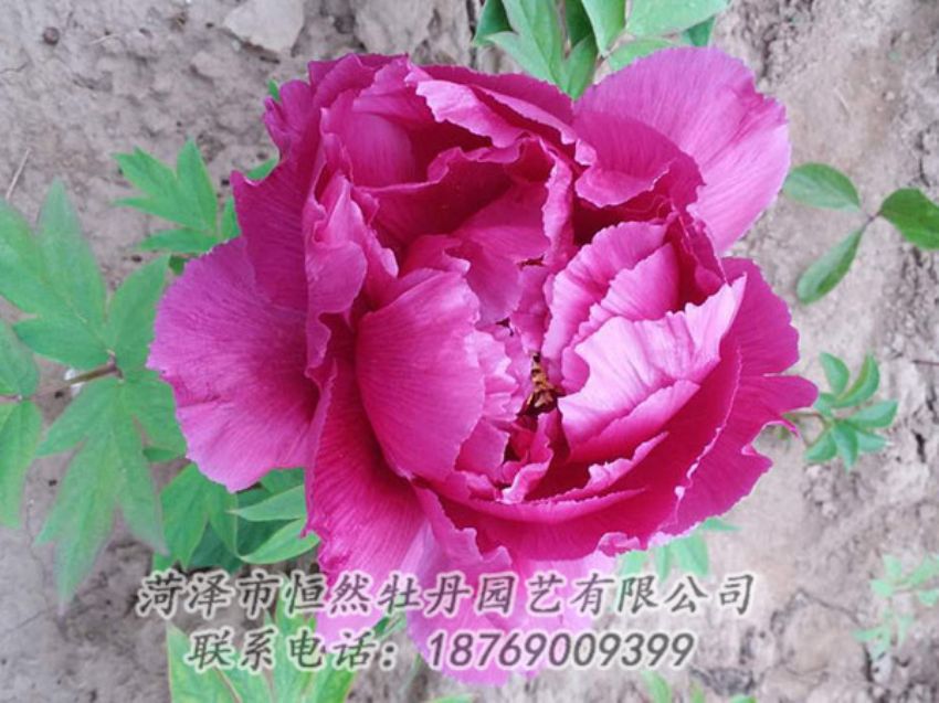 點(diǎn)擊查看詳細(xì)信息<br>標(biāo)題：紫色牡丹 閱讀次數(shù)：1149