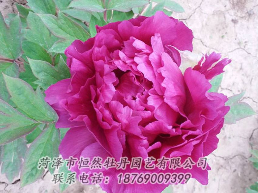 點(diǎn)擊查看詳細(xì)信息<br>標(biāo)題：紫色牡丹 閱讀次數(shù)：1269