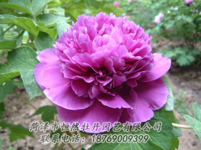 點(diǎn)擊查看詳細(xì)信息<br>標(biāo)題：紫色牡丹 閱讀次數(shù)：1301