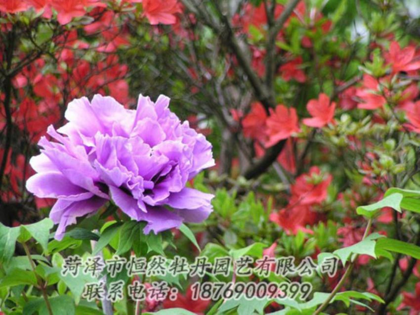 點(diǎn)擊查看詳細(xì)信息<br>標(biāo)題：紫色牡丹 閱讀次數(shù)：1937
