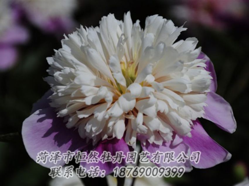 點擊查看詳細(xì)信息<br>標(biāo)題：復(fù)色芍藥 閱讀次數(shù)：1243