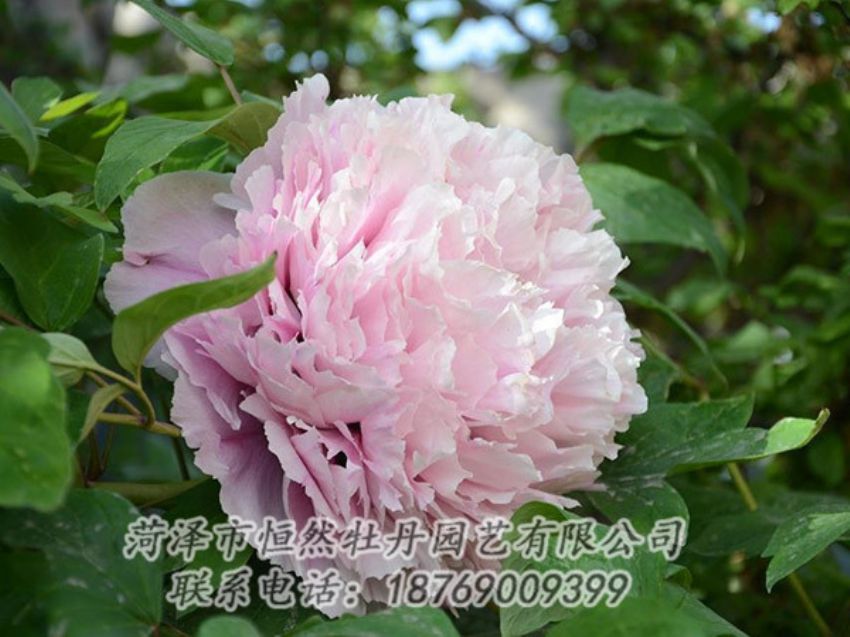點(diǎn)擊查看詳細(xì)信息<br>標(biāo)題：粉色牡丹 閱讀次數(shù)：1993