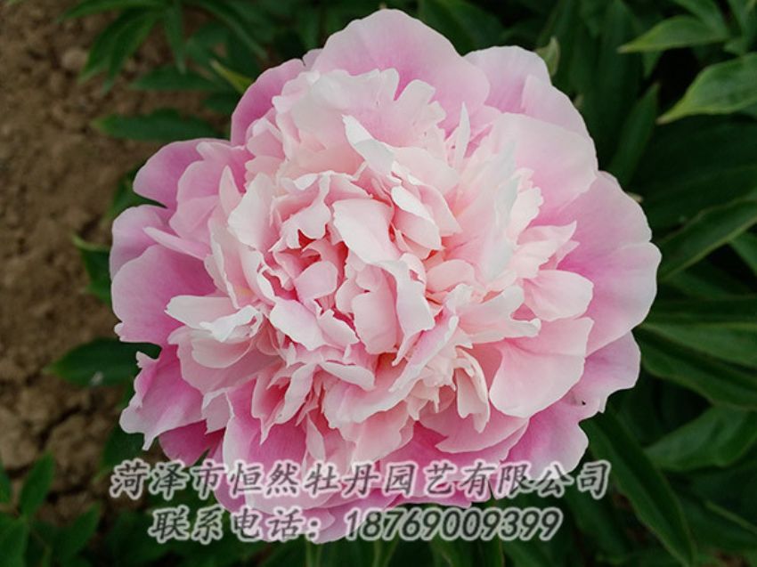 點(diǎn)擊查看詳細(xì)信息<br>標(biāo)題：粉色牡丹 閱讀次數(shù)：1954