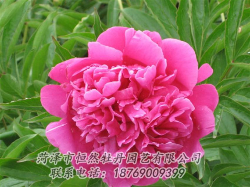 點(diǎn)擊查看詳細(xì)信息<br>標(biāo)題：永生紅 閱讀次數(shù)：1051