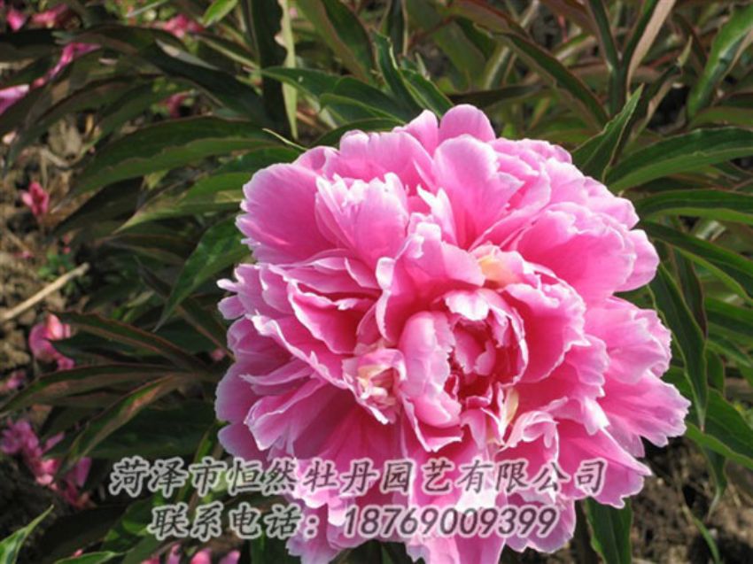 點(diǎn)擊查看詳細(xì)信息<br>標(biāo)題：西施紅妝 閱讀次數(shù)：1051
