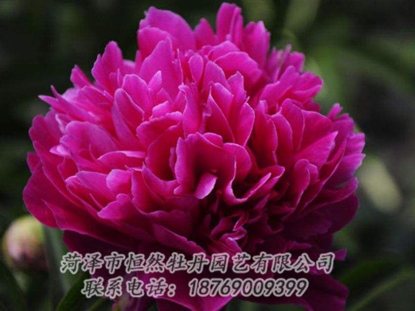 點(diǎn)擊查看詳細(xì)信息<br>標(biāo)題：瑪瑙紅 閱讀次數(shù)：1023