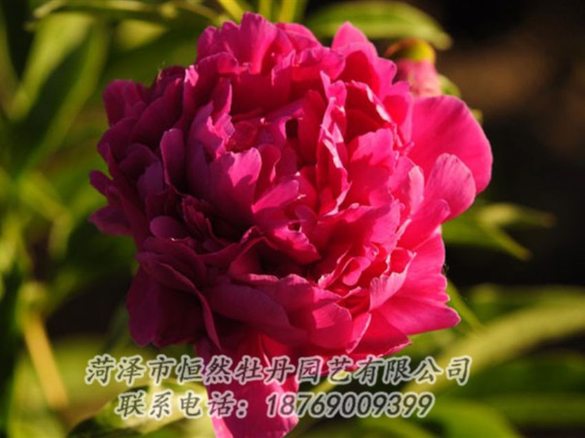 點(diǎn)擊查看詳細(xì)信息<br>標(biāo)題：老來(lái)紅 閱讀次數(shù)：995