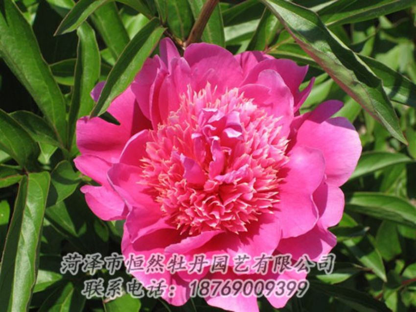 點(diǎn)擊查看詳細(xì)信息<br>標(biāo)題：紅繡球 閱讀次數(shù)：1032