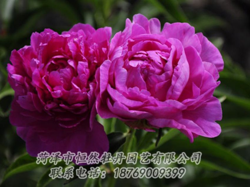 點(diǎn)擊查看詳細(xì)信息<br>標(biāo)題：紅玫瑰 閱讀次數(shù)：983
