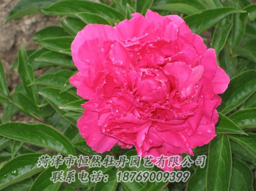 點(diǎn)擊查看詳細(xì)信息<br>標(biāo)題：紅冠芳 閱讀次數(shù)：1059